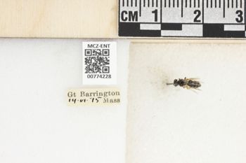 Media type: image;   Entomology 774228 Aspect: Labels